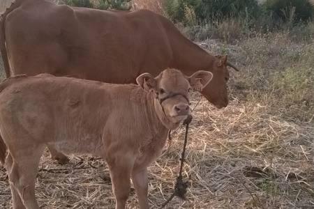 Casa Rural-Granja Conil De La Frontera Eksteriør bilde